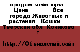 продам мейн куна › Цена ­ 15 000 - Все города Животные и растения » Кошки   . Тверская обл.,Конаково г.